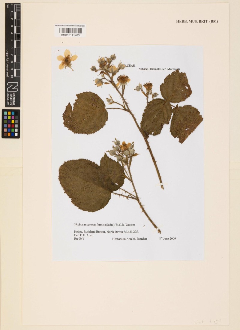 Rubus mucronatiformis photo 5
