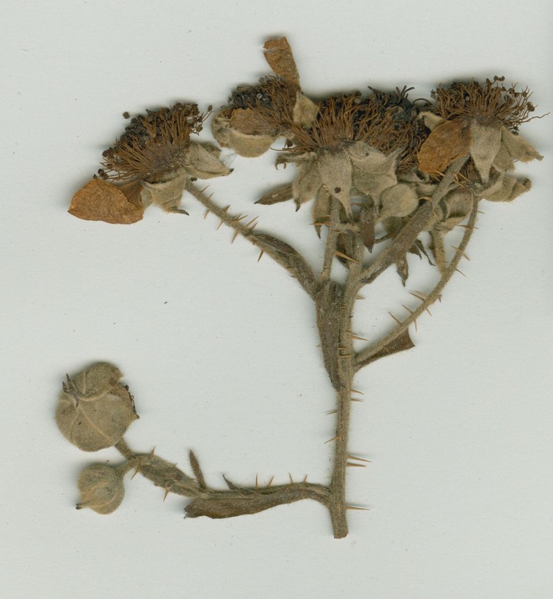 Rubus mucronatiformis