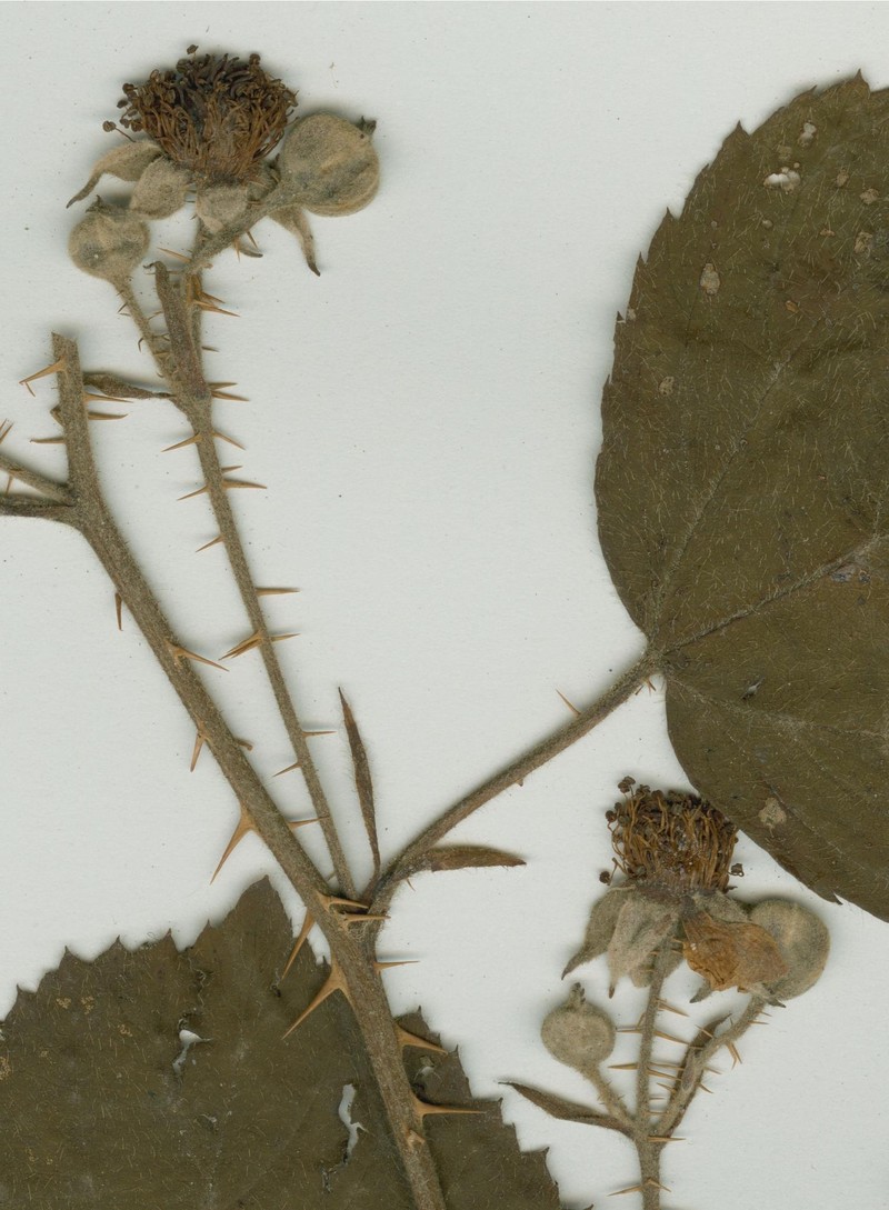 Rubus mucronatiformis photo 6