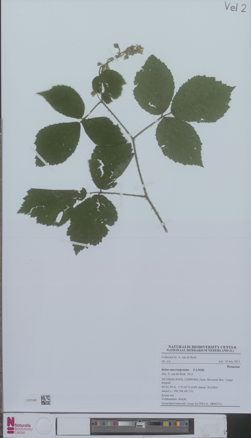 Rubus mucronipetalus