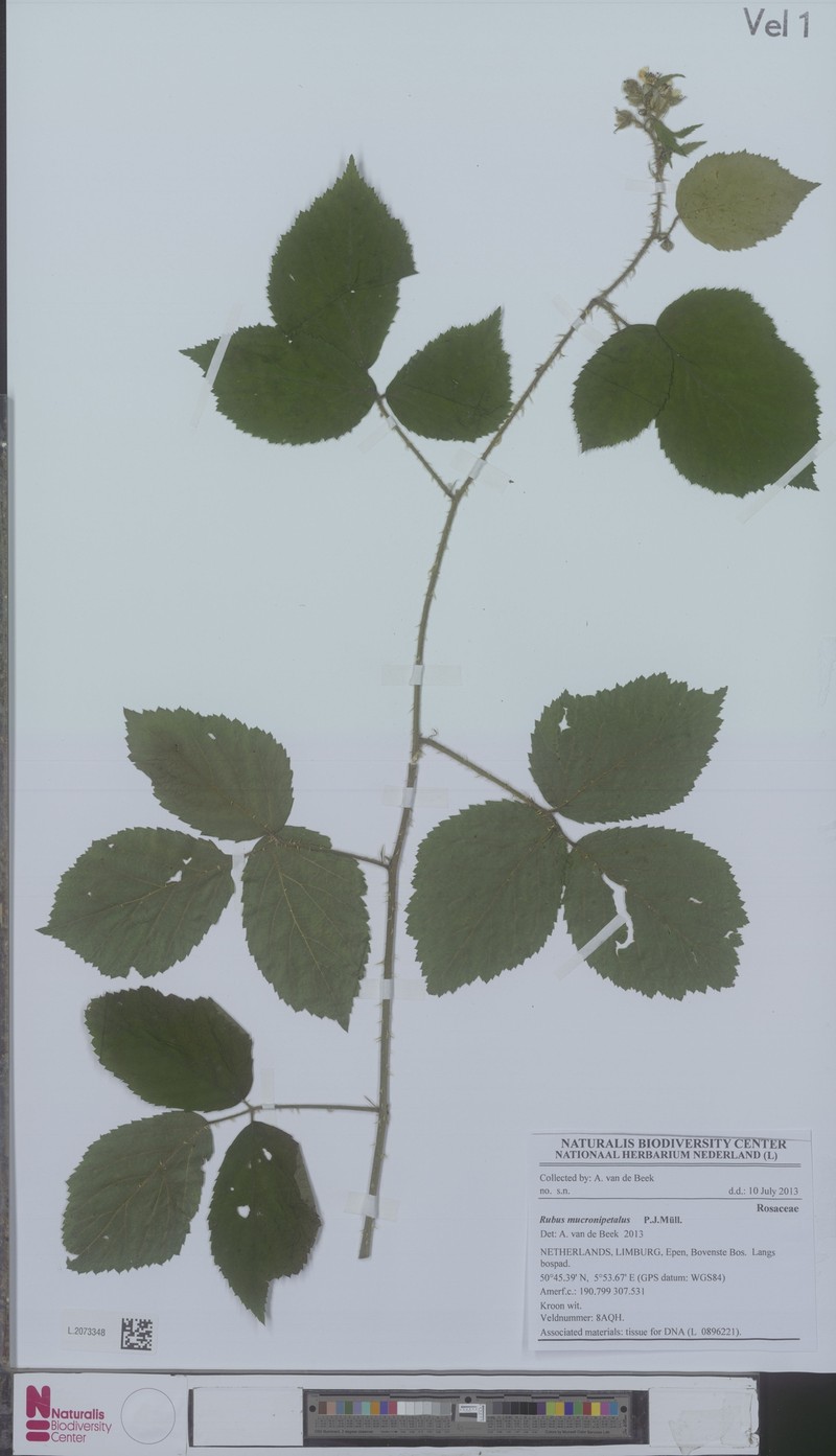 Rubus mucronipetalus photo 2