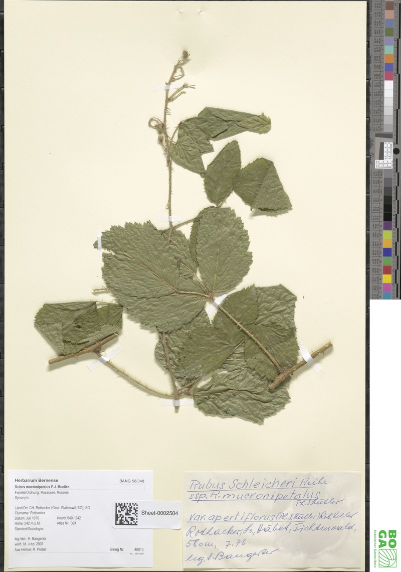 Rubus mucronipetalus photo 3