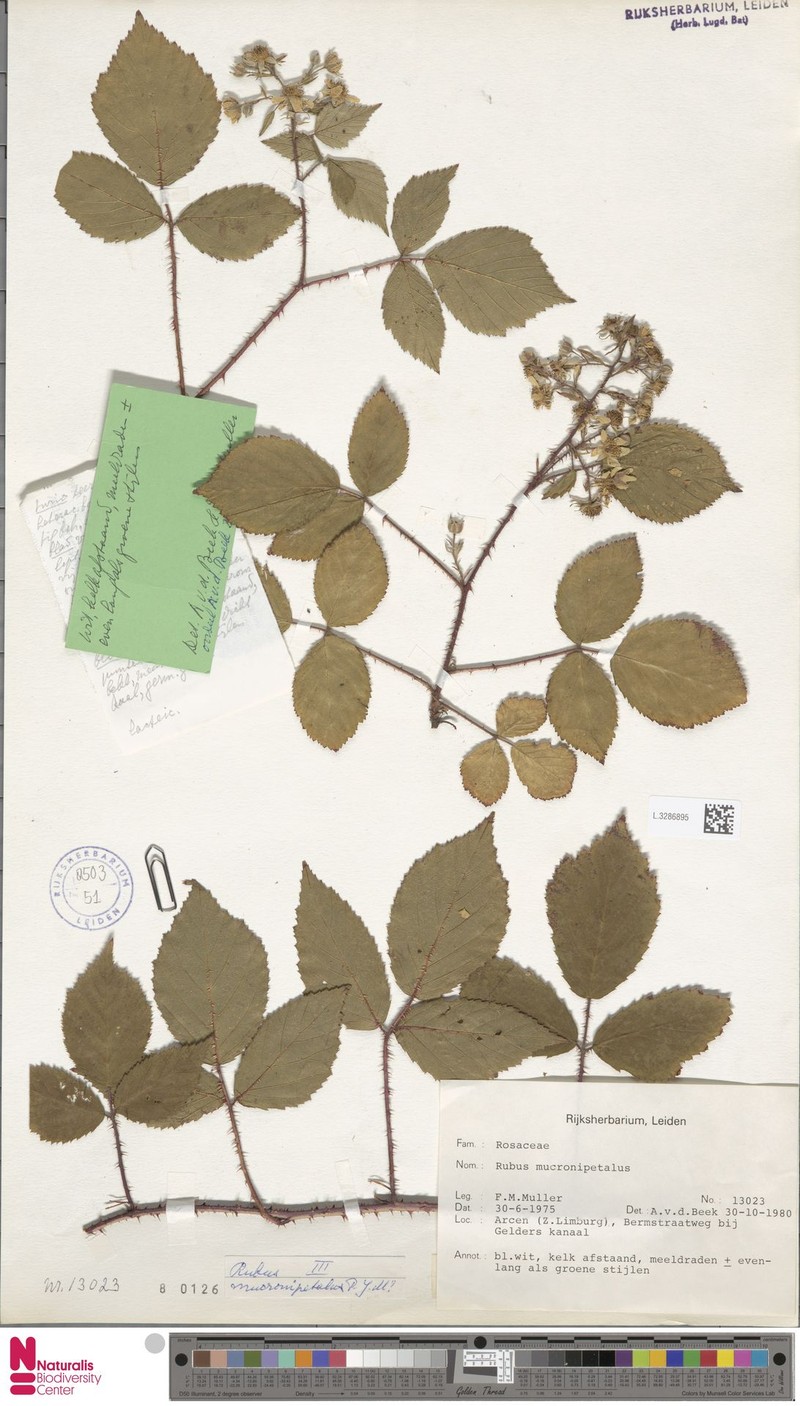 Rubus mucronipetalus photo 4