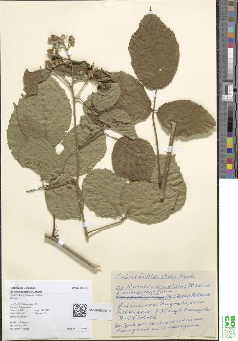 Rubus mucronipetalus photo 5