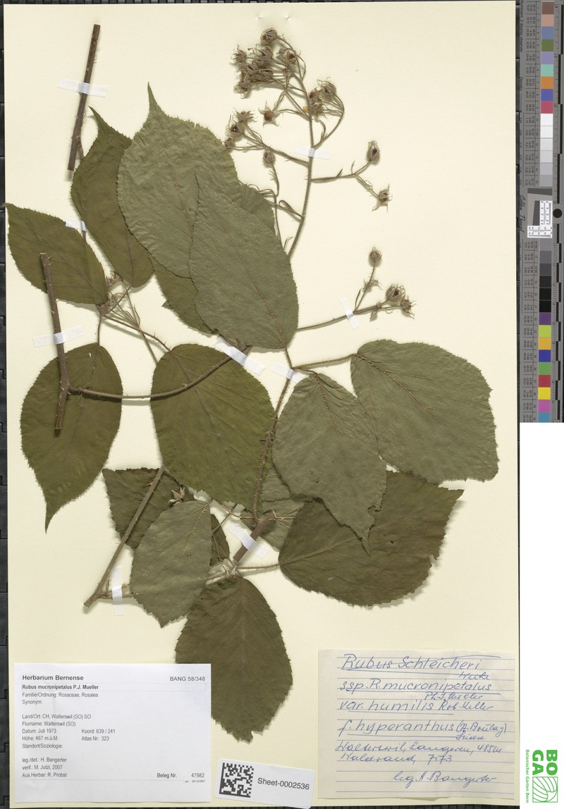Rubus mucronipetalus photo 6