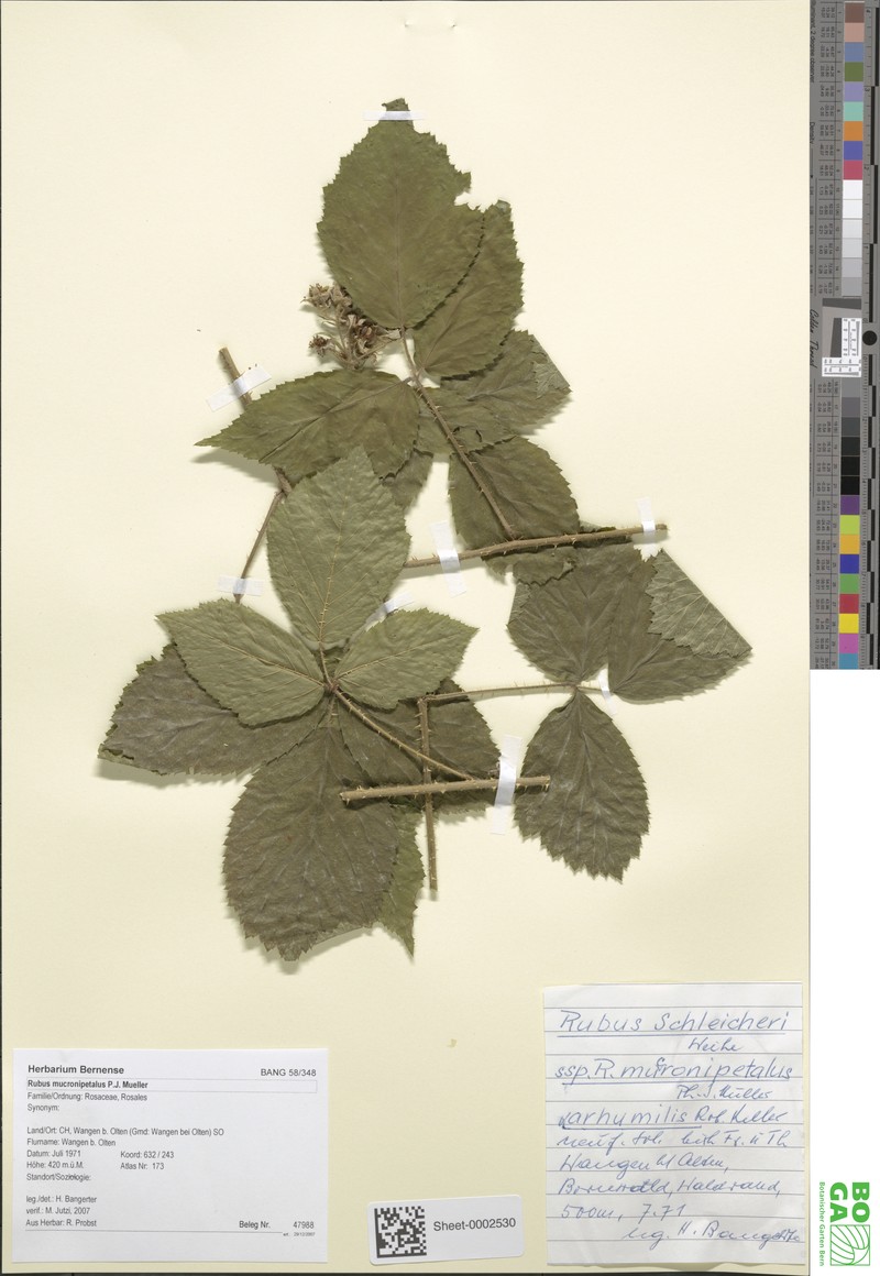 Rubus mucronipetalus photo 7