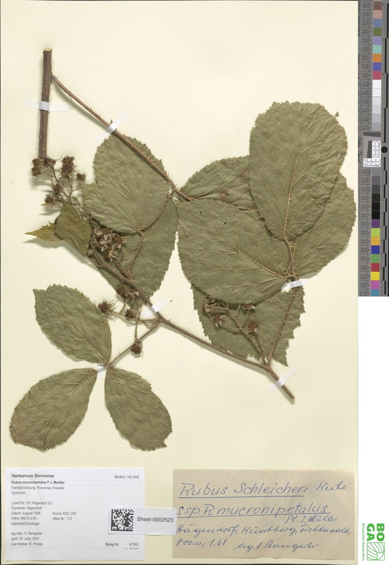 Rubus mucronipetalus photo 8