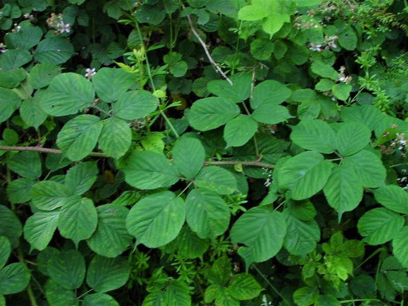 Rubus mucronulatus photo 2
