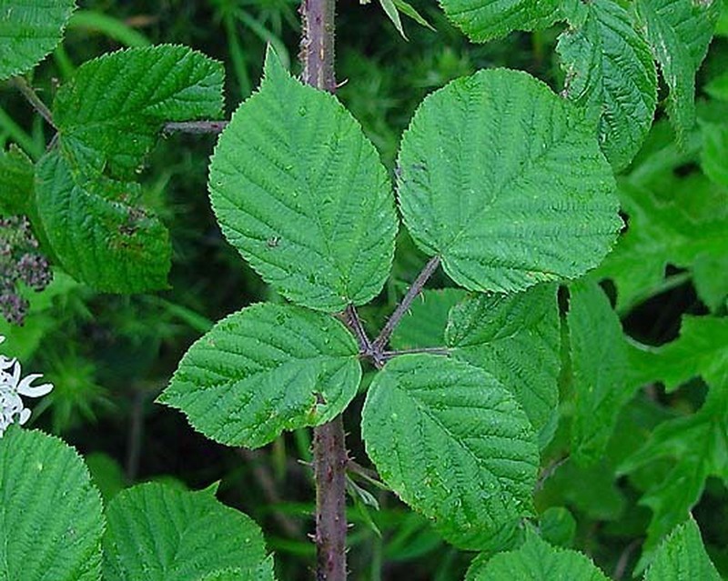 Rubus mucronulatus photo 4