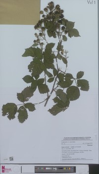 Rubus muenteri