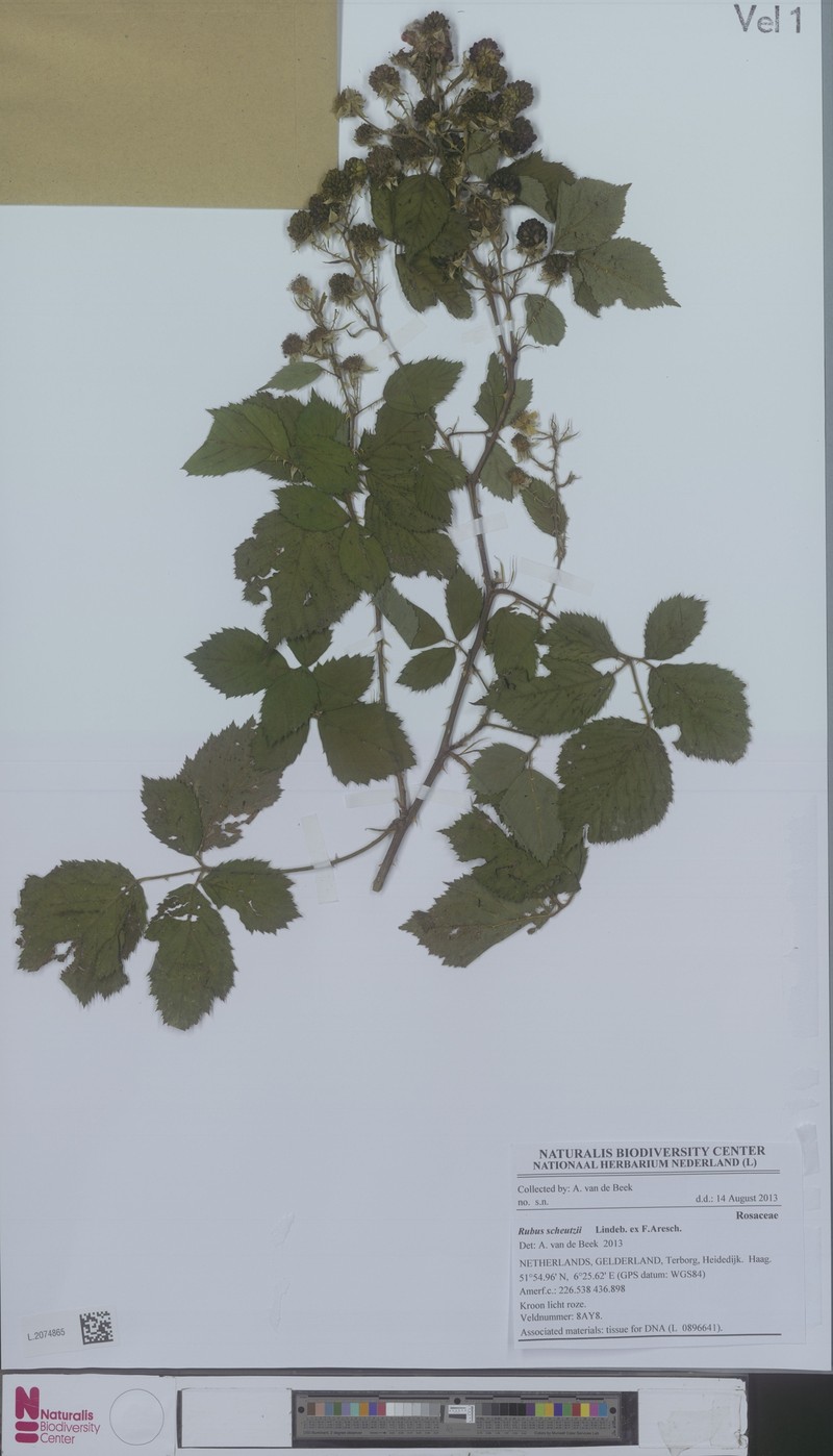 Rubus muenteri