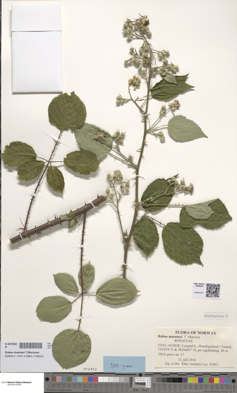 Rubus muenteri photo 2