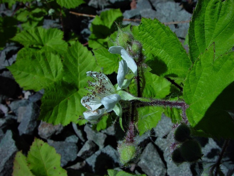 Rubus multifidus photo 2