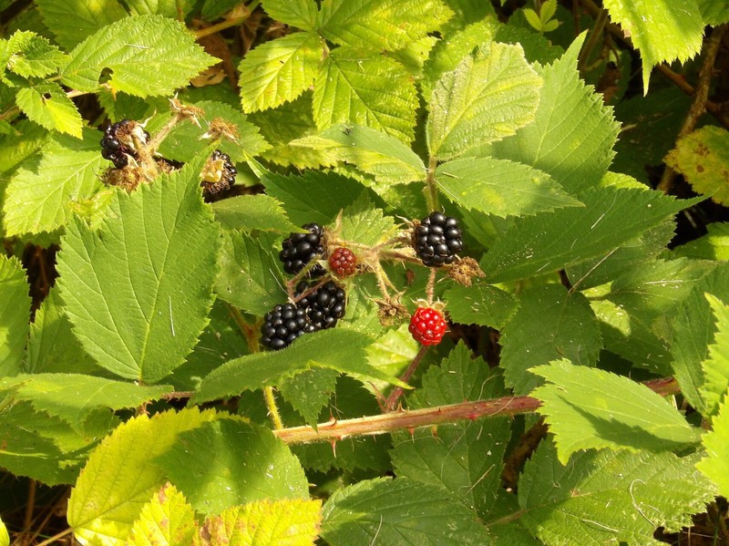 Rubus multifidus photo 4