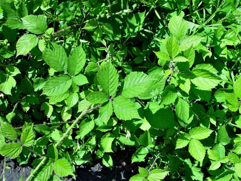 Rubus multifidus photo 5