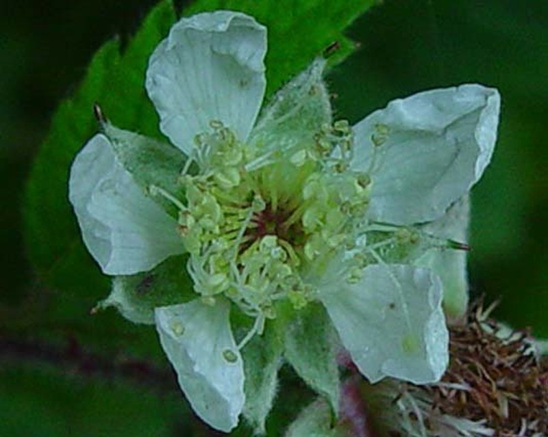 Rubus multifidus photo 7