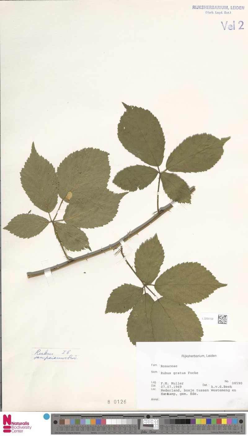 Rubus muricatus