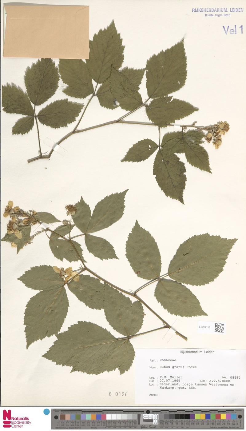 Rubus muricatus photo 2
