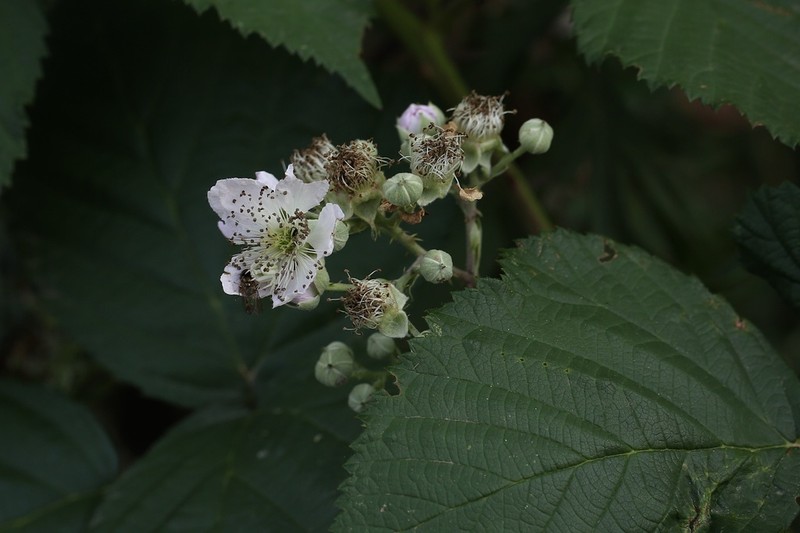 Rubus muricola