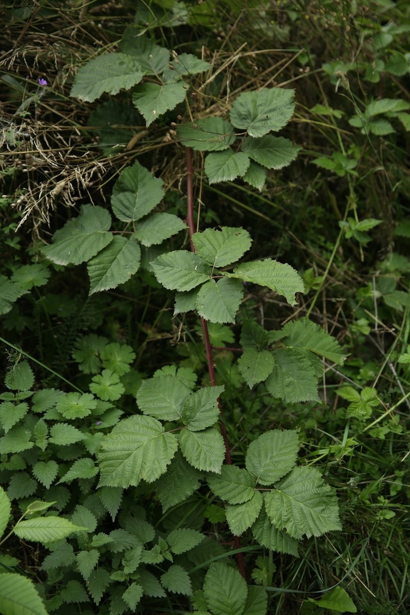 Rubus muricola photo 2