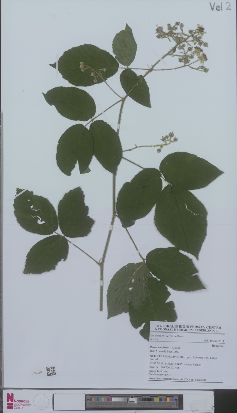 Rubus muridens