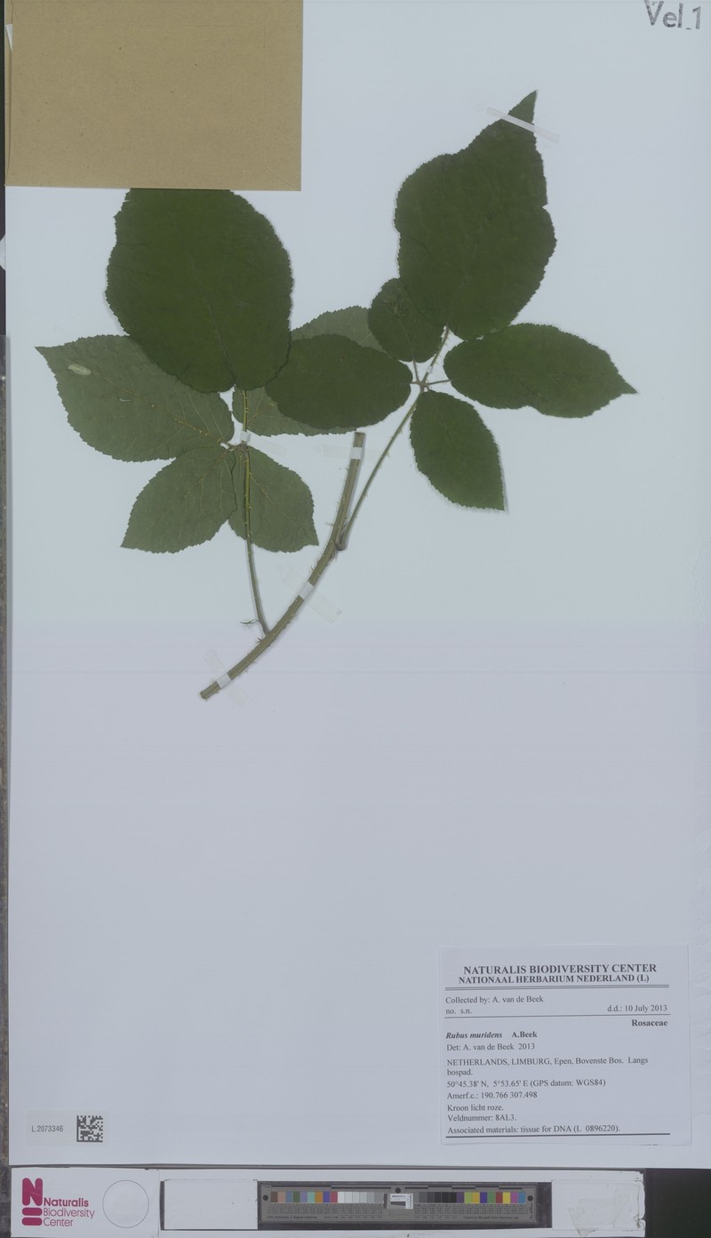 Rubus muridens photo 2