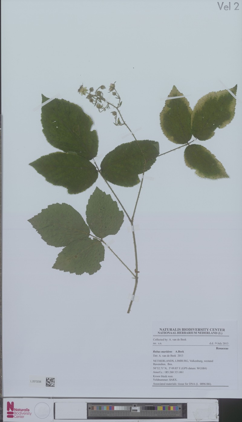 Rubus muridens photo 3
