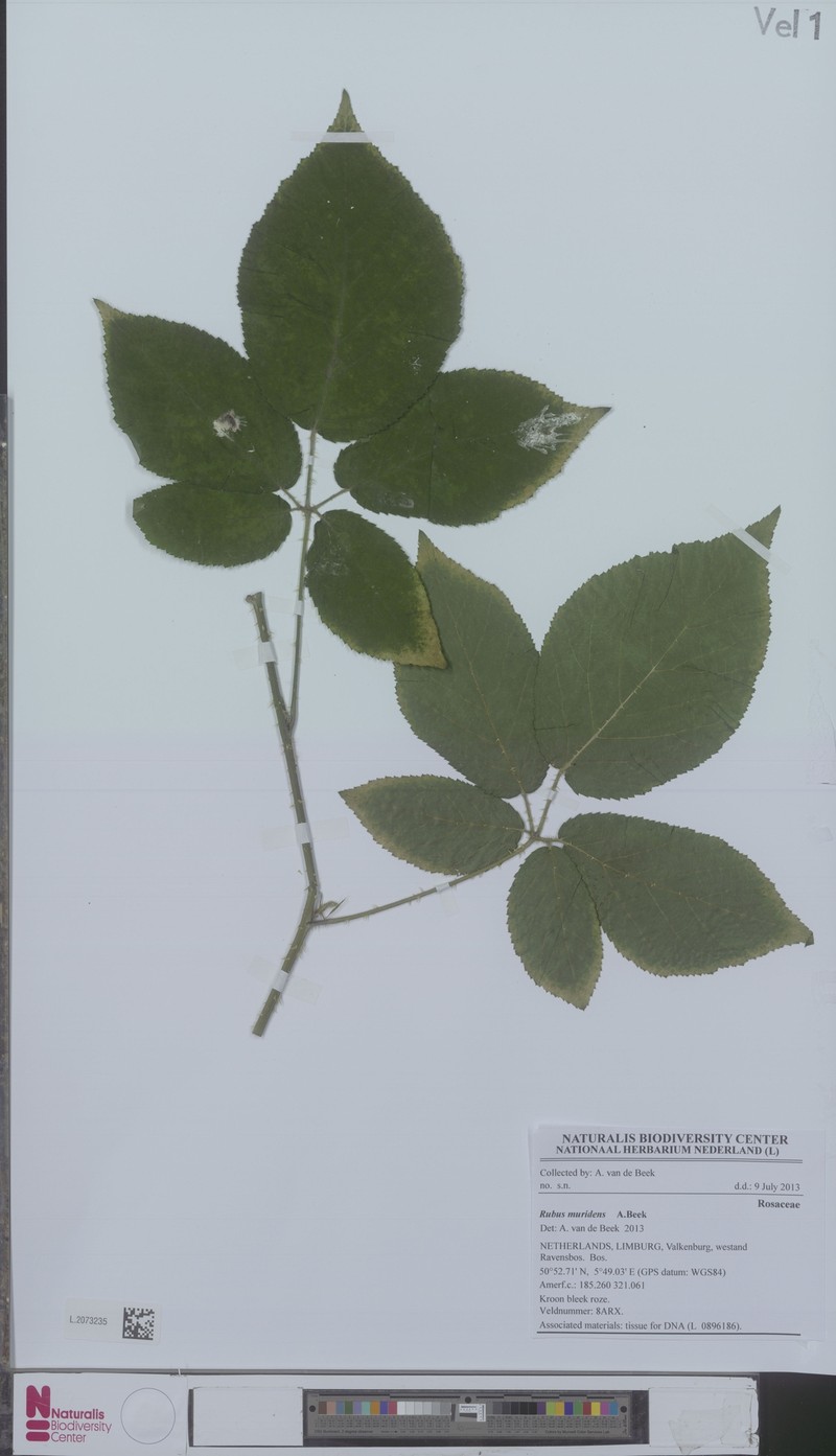 Rubus muridens photo 4