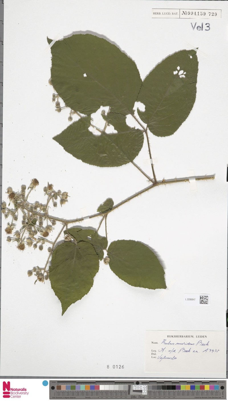 Rubus muridens photo 5
