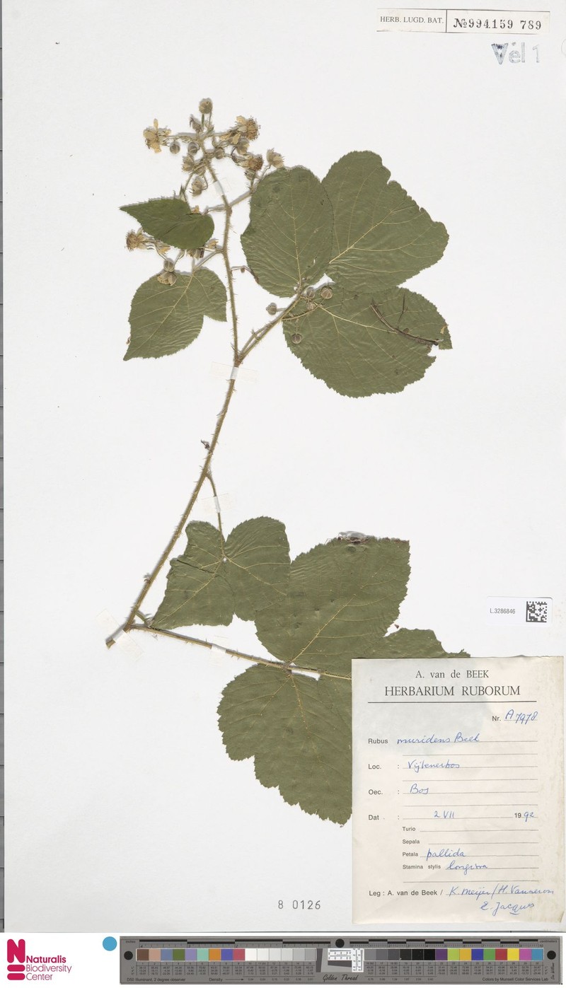 Rubus muridens photo 6