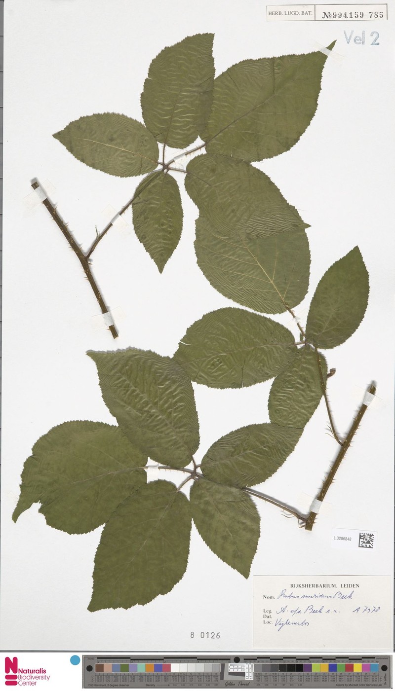 Rubus muridens photo 7