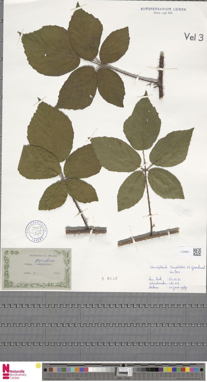 Rubus muridens photo 8