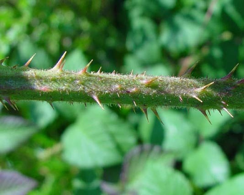 Rubus murrayi photo 2