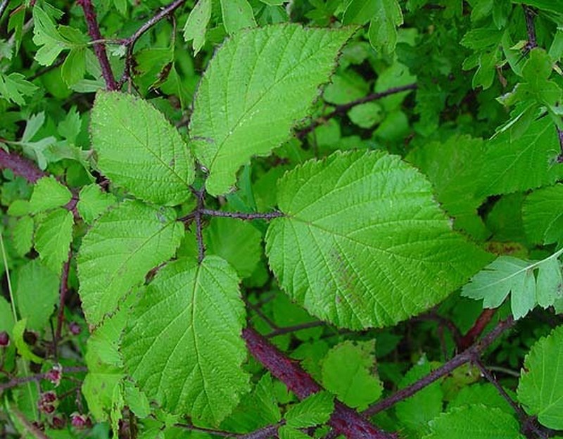 Rubus murrayi photo 3