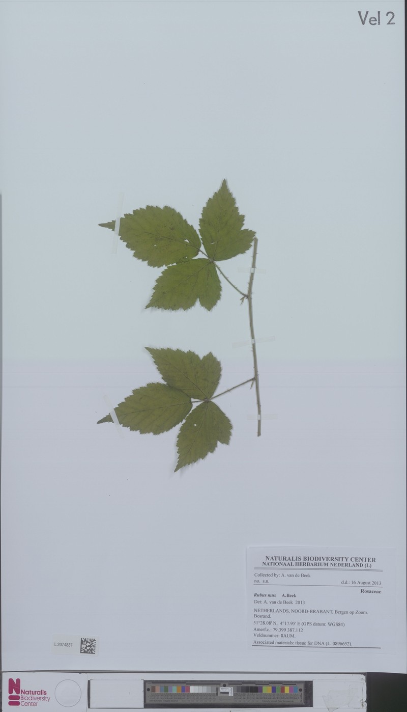 Rubus mus