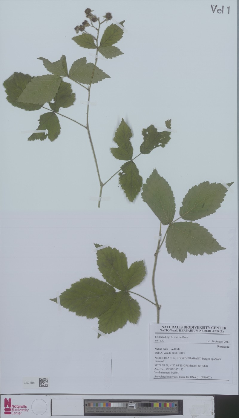 Rubus mus photo 2