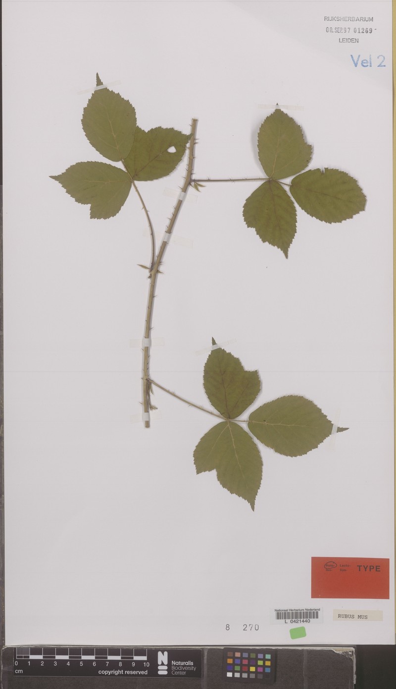 Rubus mus photo 3