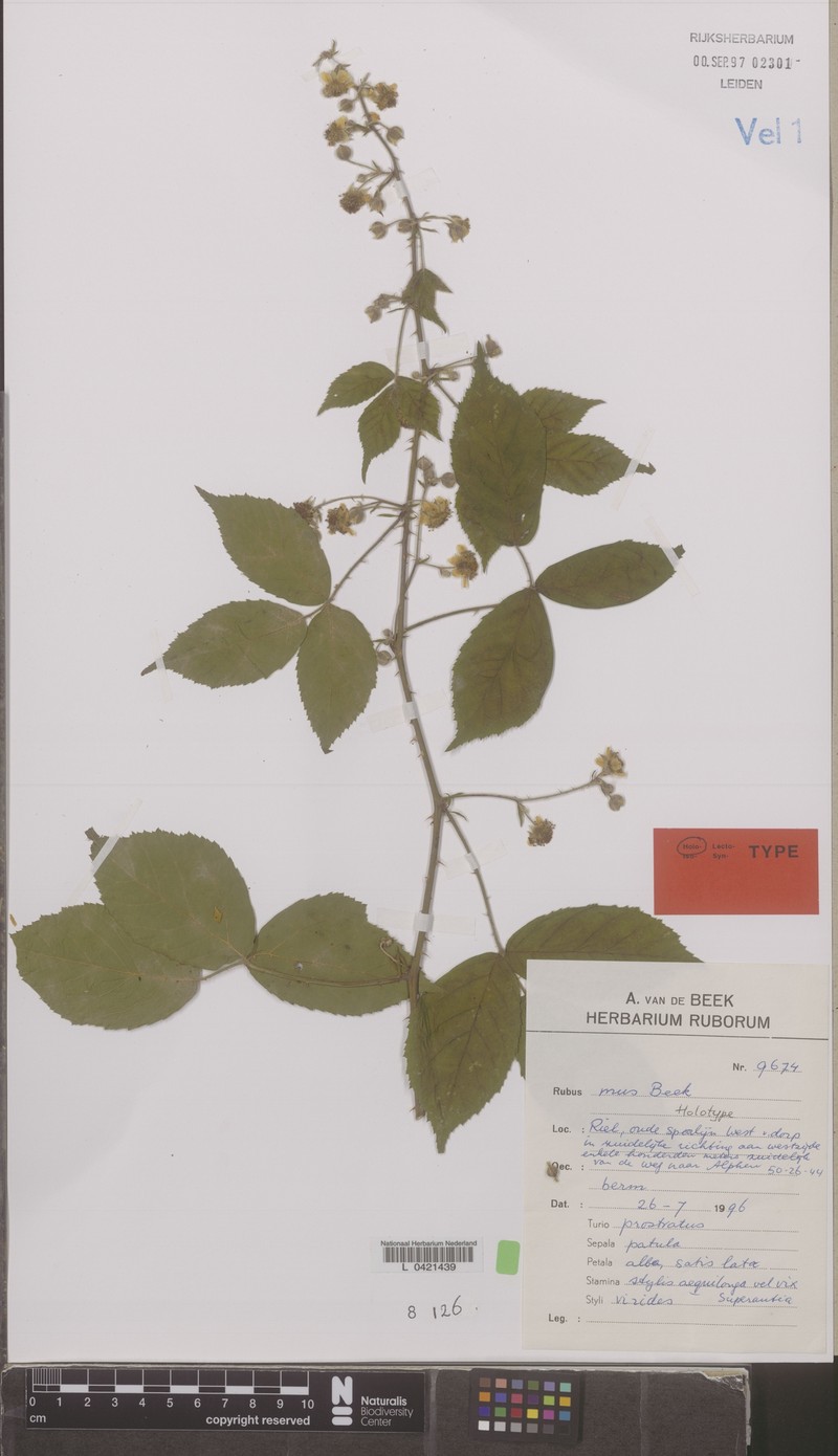 Rubus mus photo 4