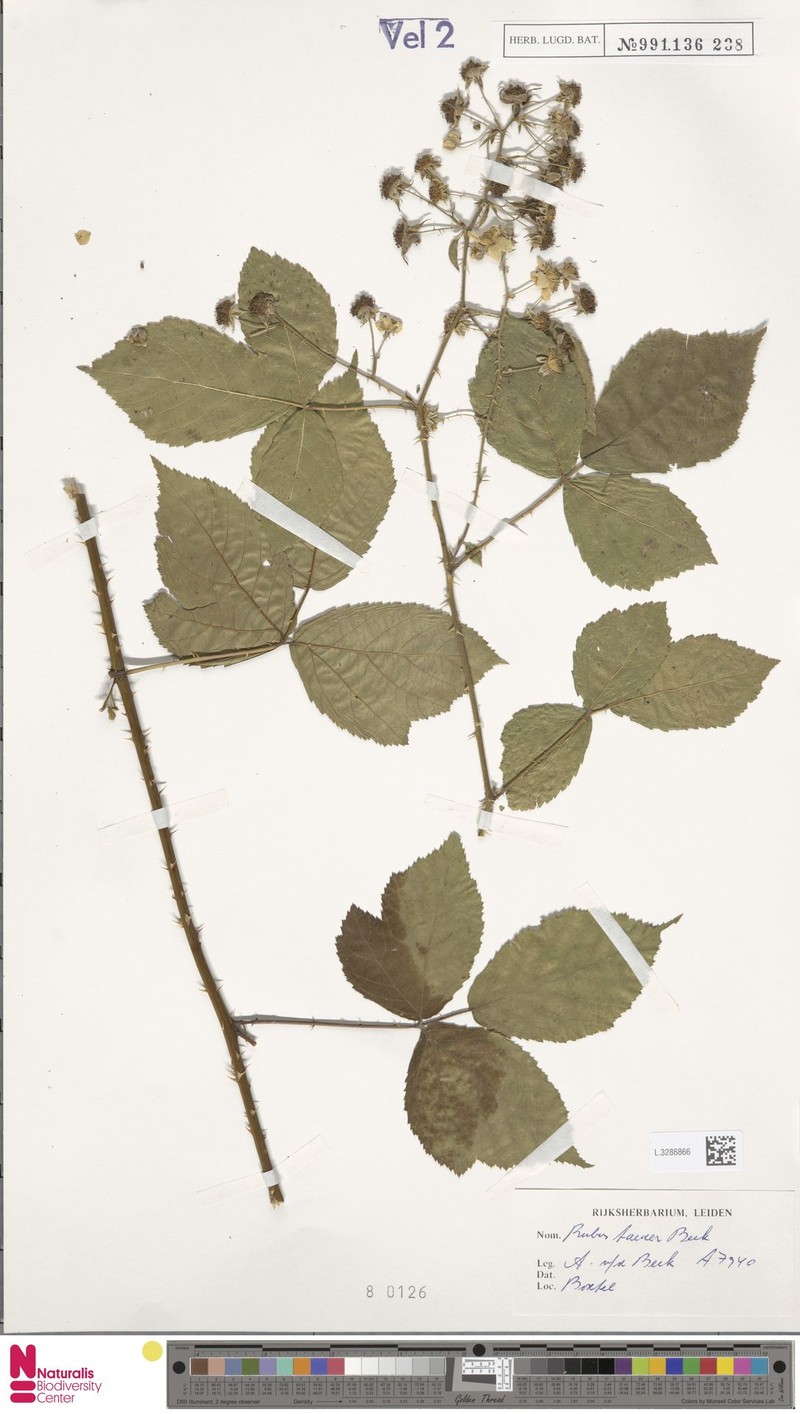 Rubus mus photo 5