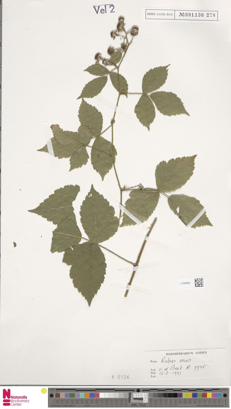 Rubus mus photo 6