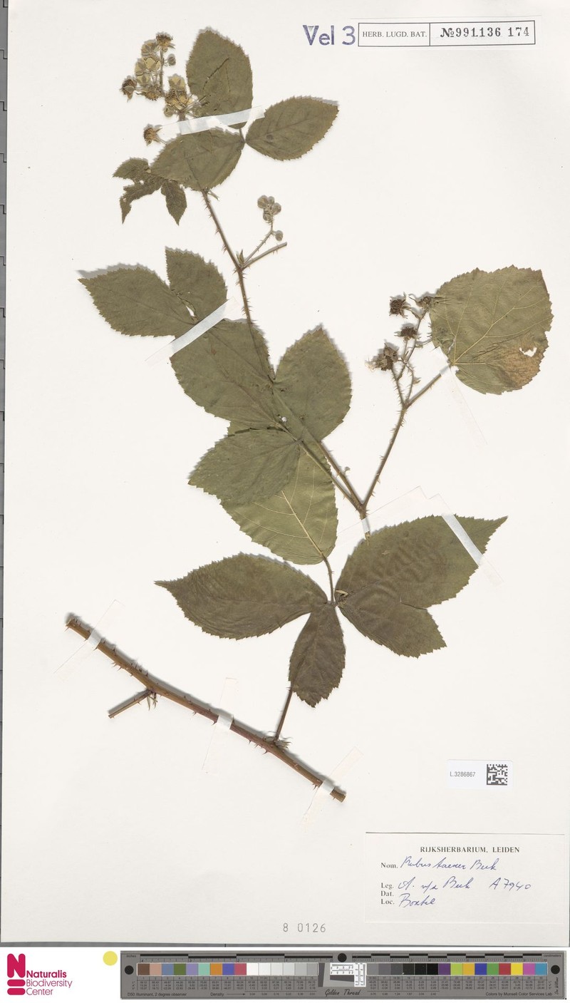 Rubus mus photo 7