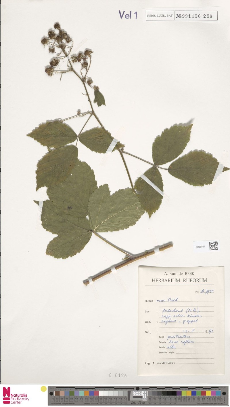 Rubus mus photo 8