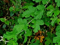 Rubus nagasawanus