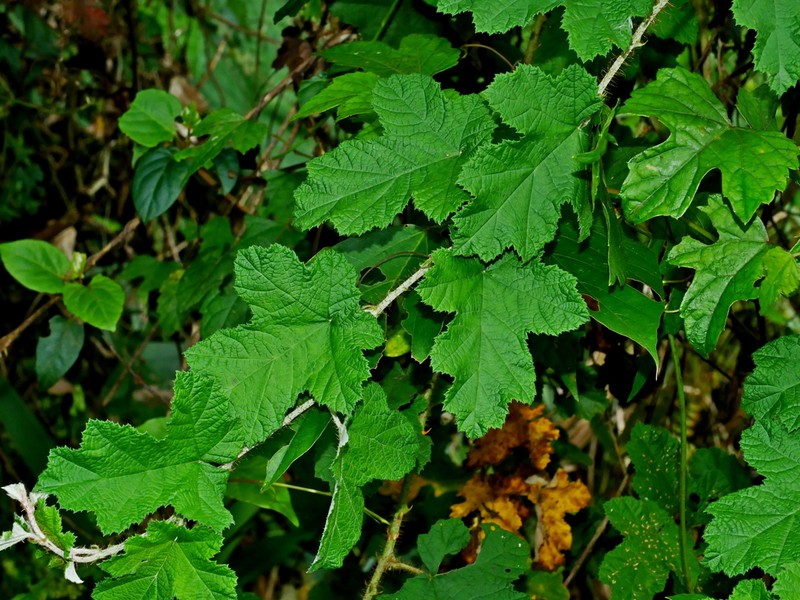 Rubus nagasawanus