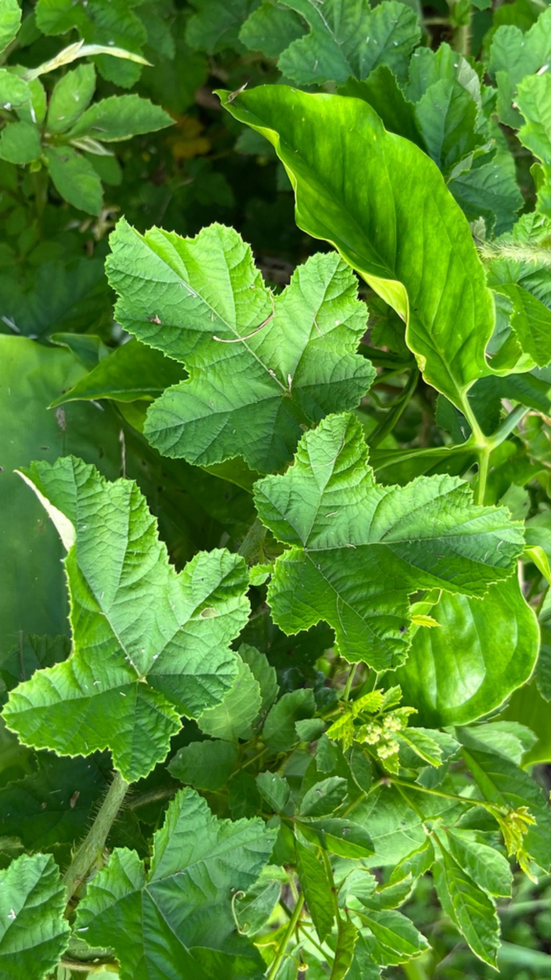 Rubus nagasawanus photo 2
