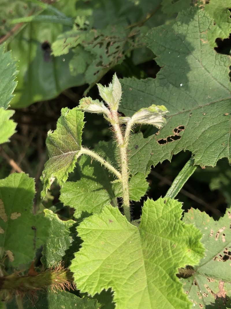 Rubus nagasawanus photo 3