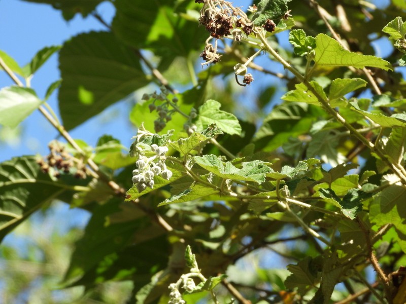 Rubus nagasawanus photo 4