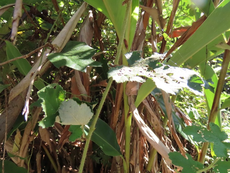 Rubus nagasawanus photo 5