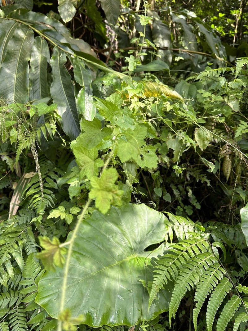 Rubus nagasawanus photo 6