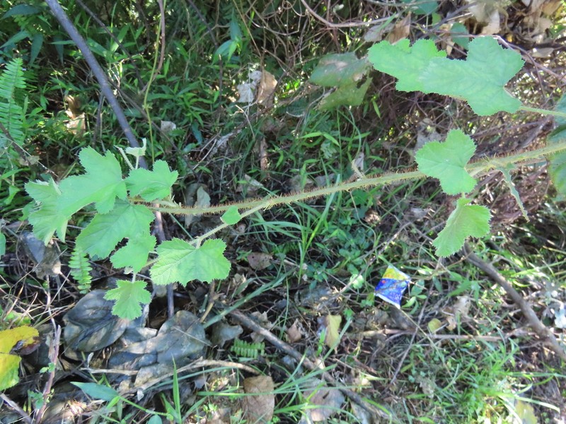 Rubus nagasawanus photo 7
